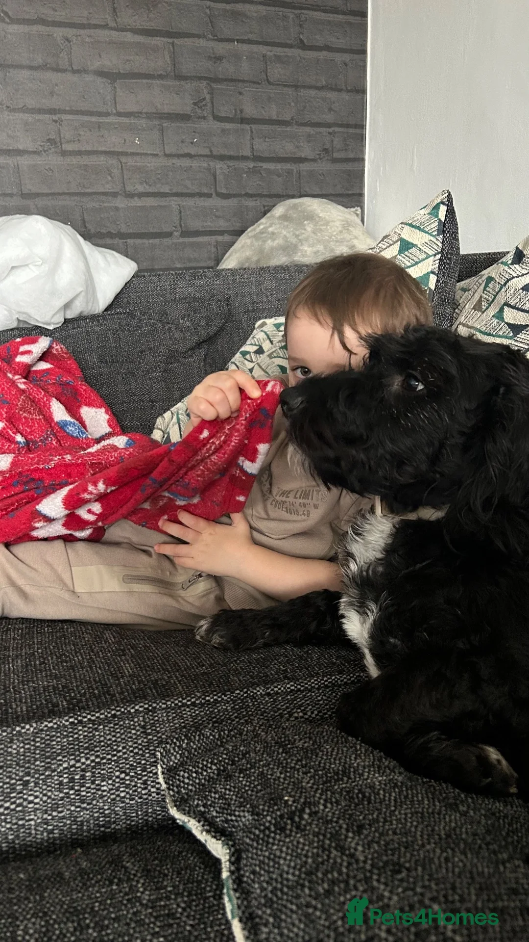Mixed Breed dogs for sale: Nellie  in Borehamwood - Advert 2