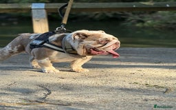 English Bulldog dogs for stud: Grizzly ready to stud  - Image 2