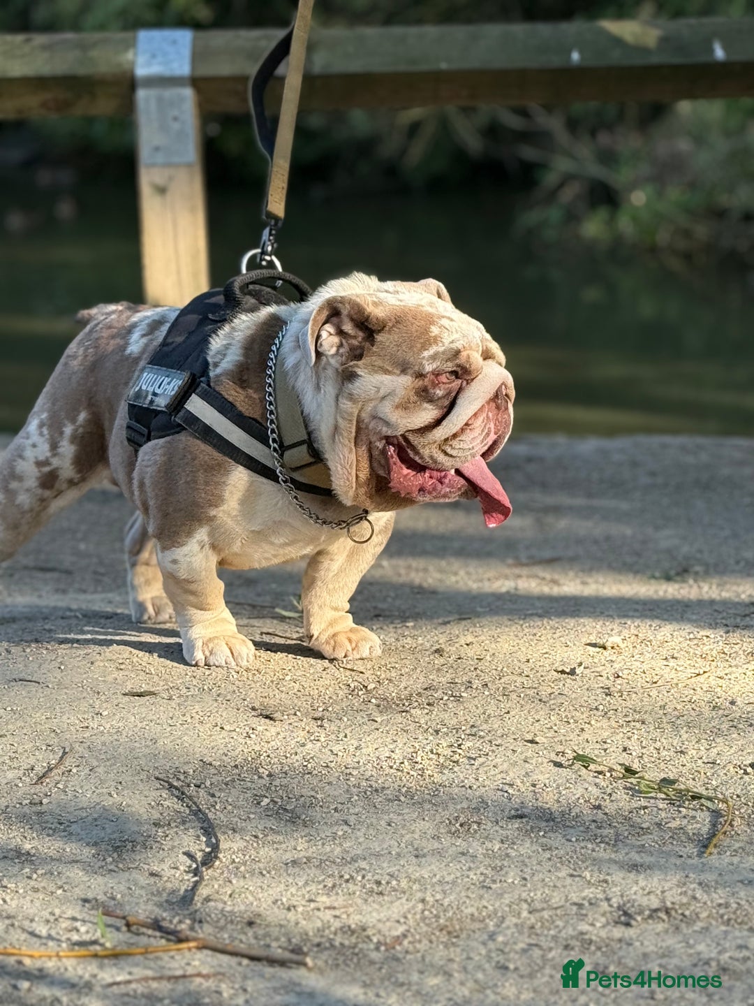 English Bulldog dogs for stud: Grizzly ready to stud  - Image 2