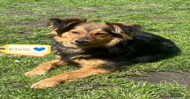 Mixed Breed dogs - Advert 3