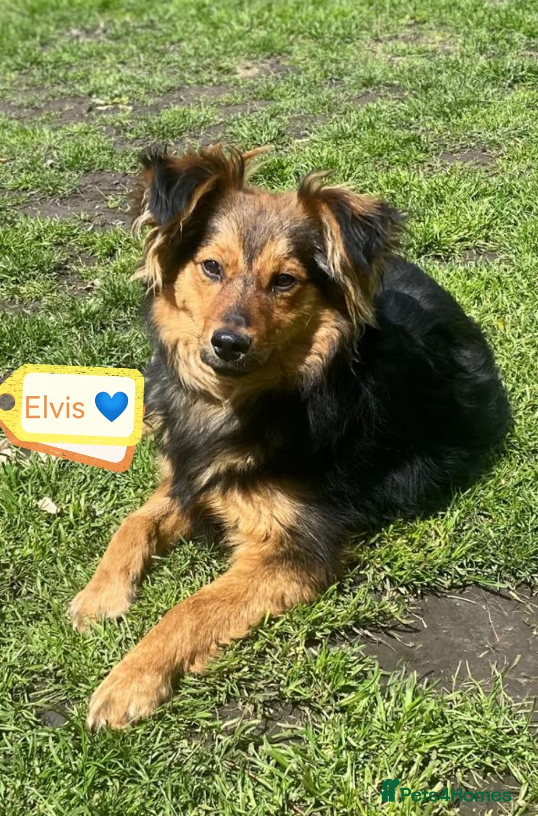 Mixed Breed dogs for adoption: 💙🐶 ELVIS 🐶💙 - Image 2