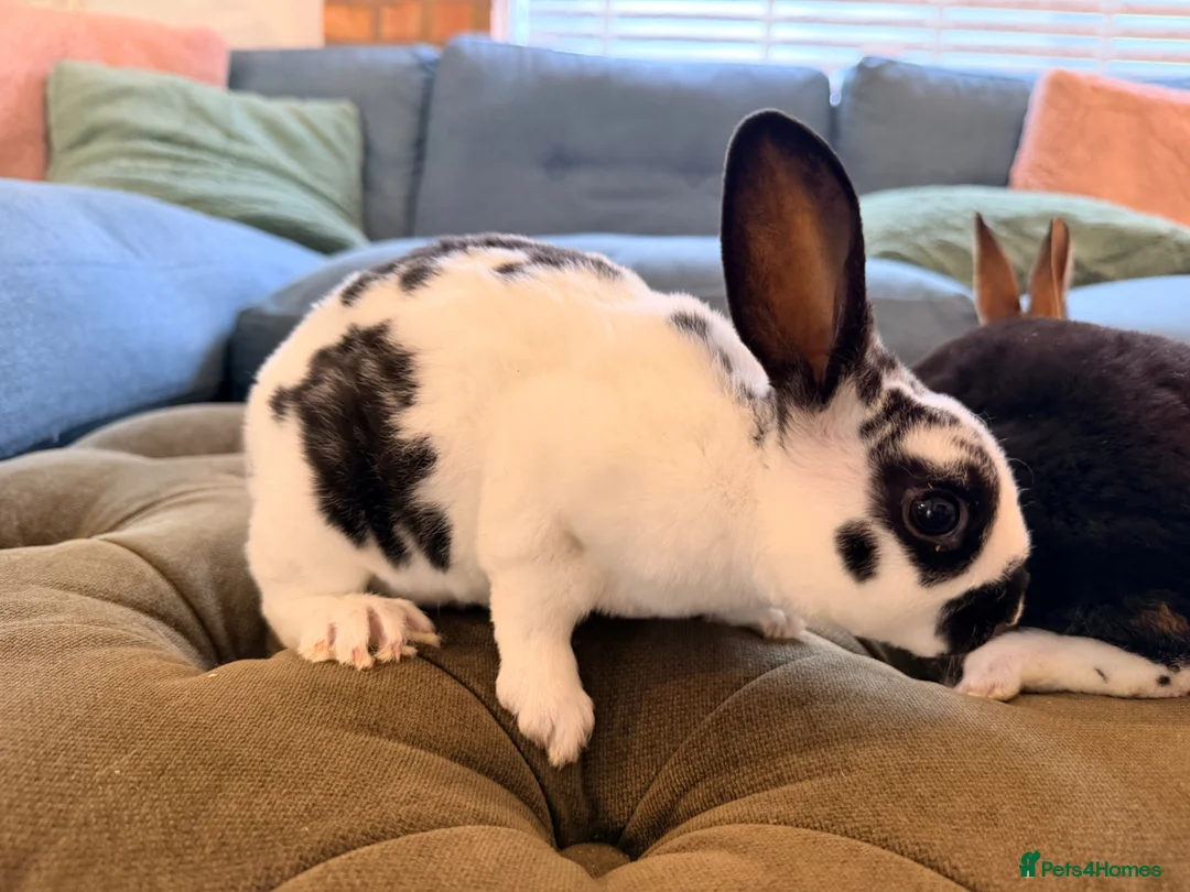 Rex rabbits for sale: 2 mini Rex bucks for sale  - Advert 4