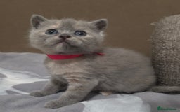 British Shorthair cats for sale: Beautiful BSH Kittens  - Advert 16