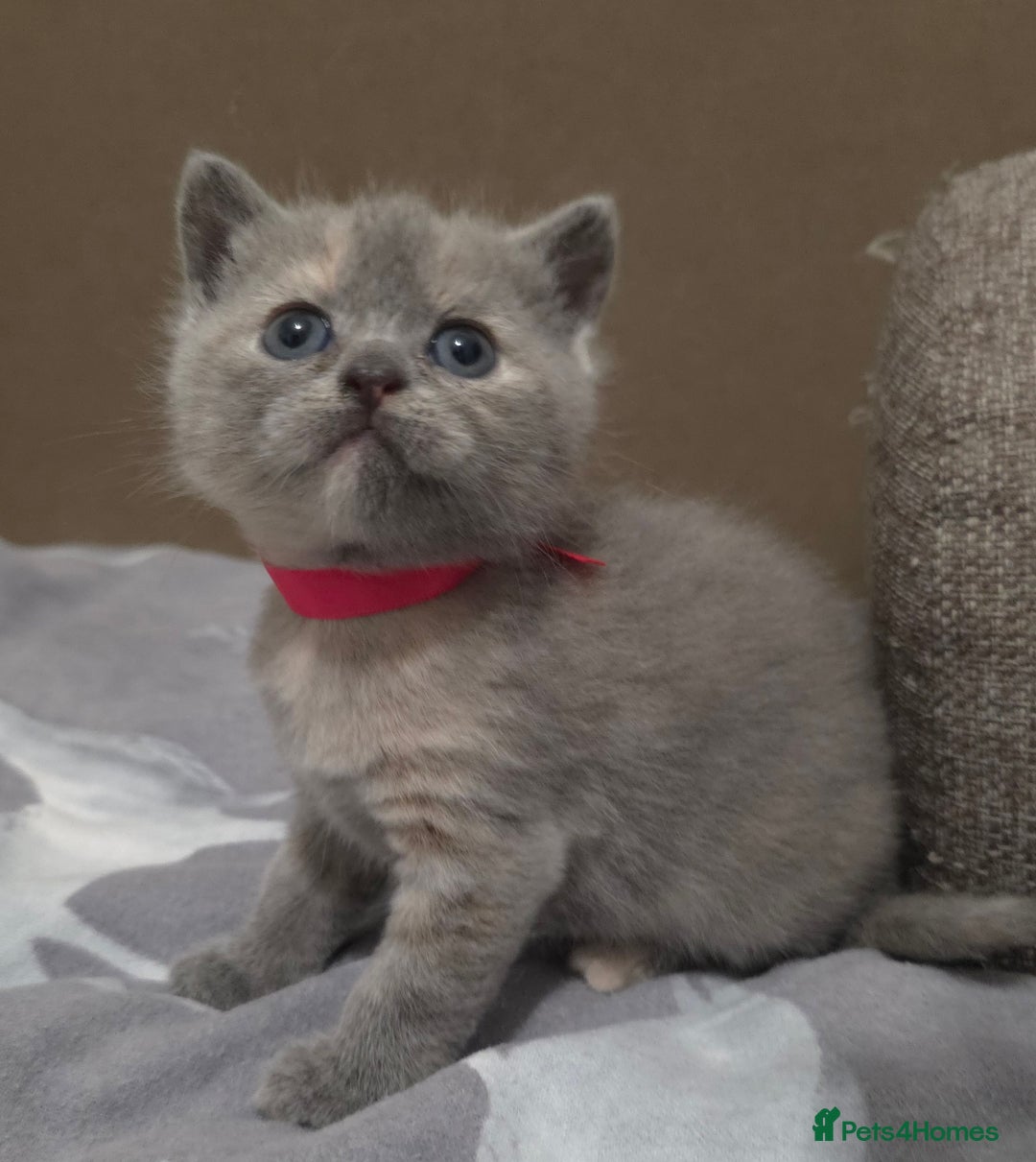 British Shorthair cats for sale: Beautiful BSH Kittens  - Advert 16