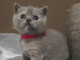 British Shorthair cats Beautiful BSH Kittens - Advert 4