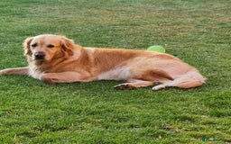 Golden Retriever dogs for sale: Golden retriever puppies - Image 31