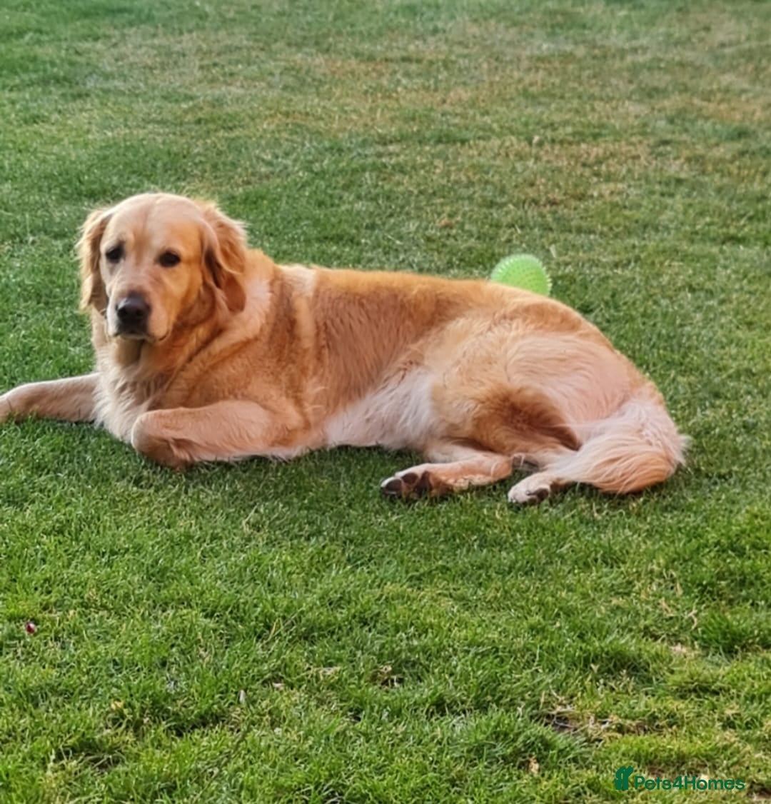 Golden Retriever dogs for sale: Golden retriever puppies - Image 31