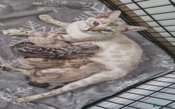 Bengal cats for sale: LAST 1! HEALTH TESTED bengal kittens TICA  - Image 1
