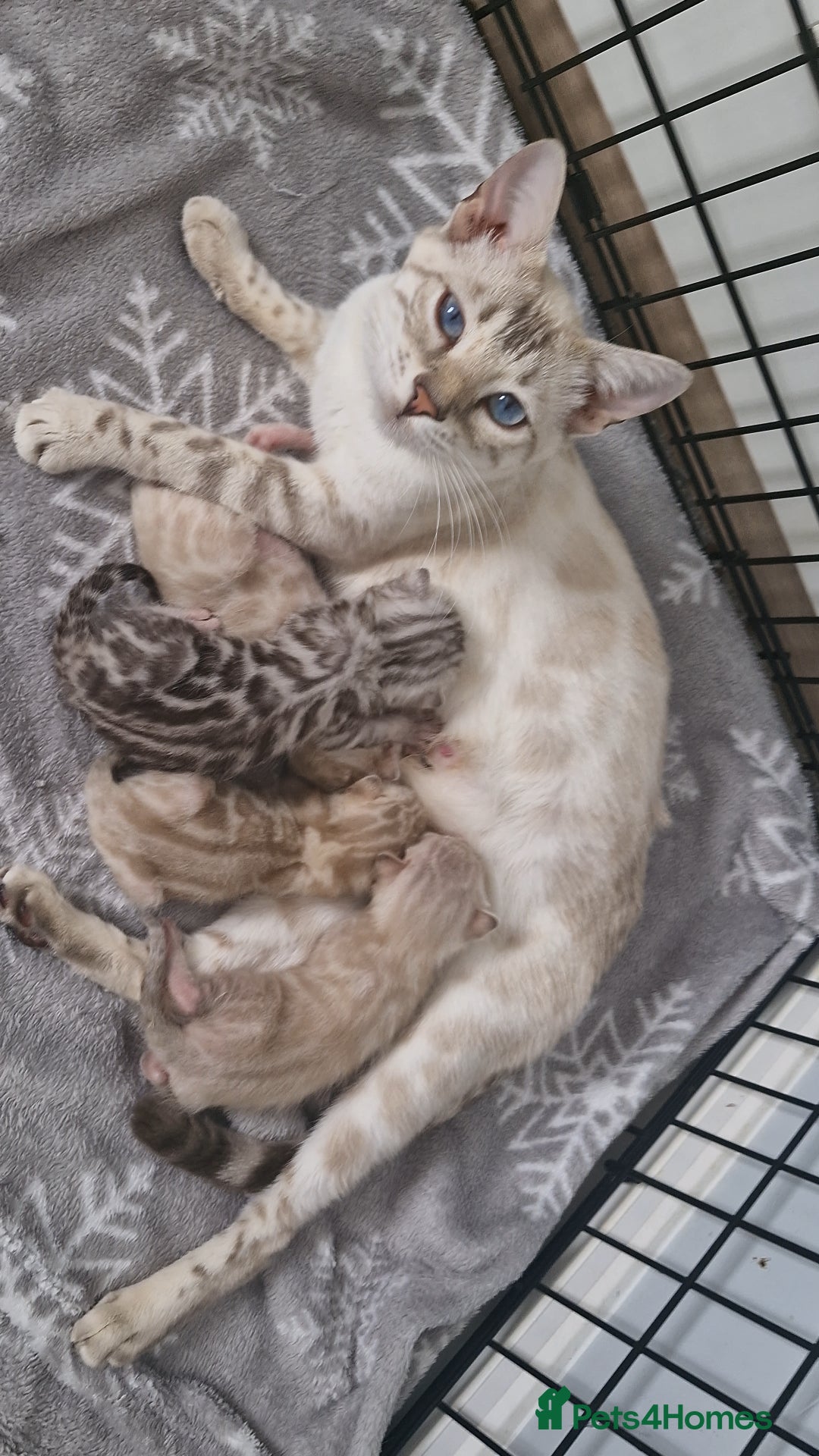 Bengal cats for sale: LAST 1! HEALTH TESTED bengal kittens TICA  - Image 1