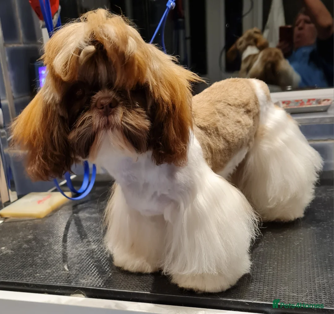 Shih Tzu dogs for sale: Imperial Shih Tzu female, 22 months KC registered. - Advert 5