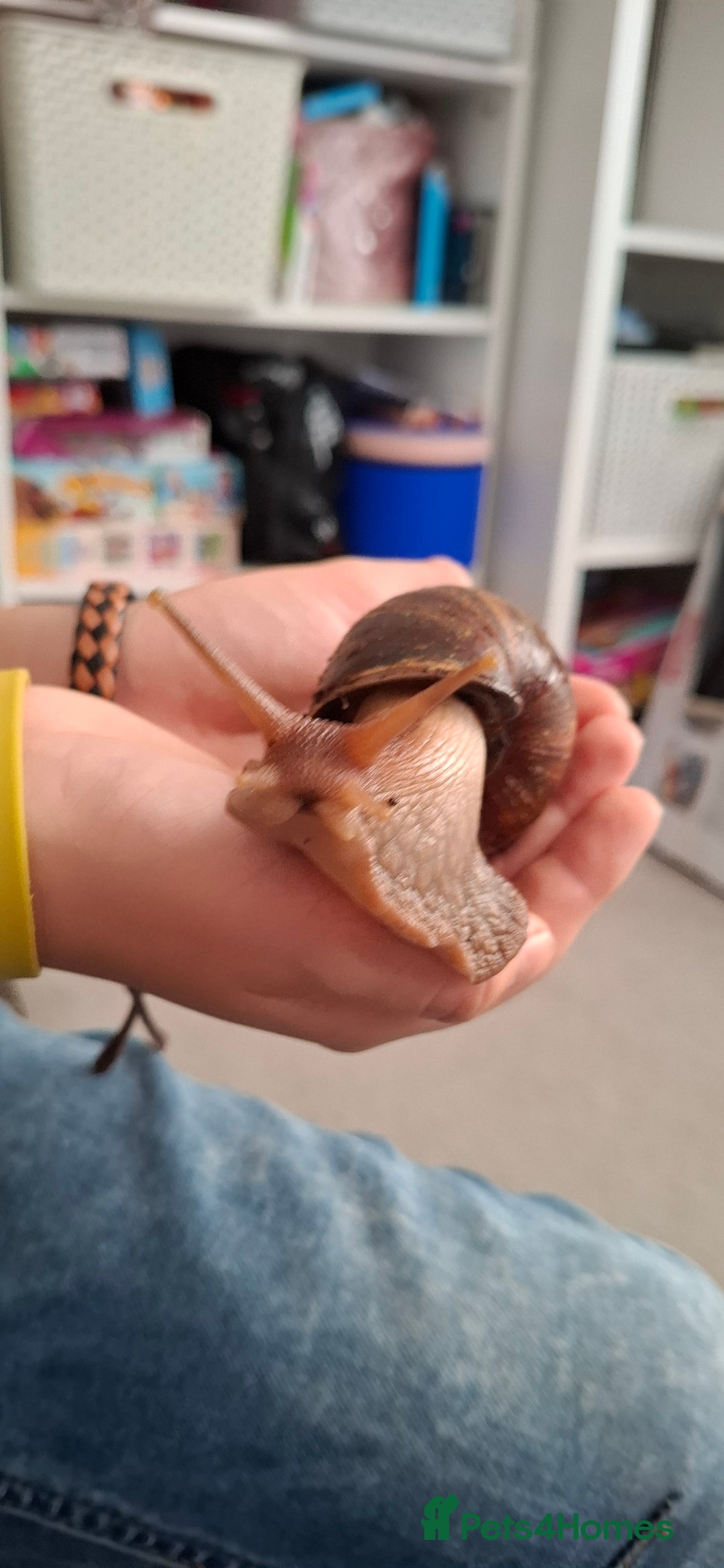 Snails invertebrates for sale: Giant african land snail babies - Image 3