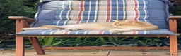 Scottish Fold cats for sale: SCOTTISH FOLD GOLDEN CHINCHILLA NY11-NY12 KITTENS. in Basildon - Advert 7