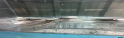 Axolotl reptiles for sale: Baby Axolotl 2”-3” - Advert 3