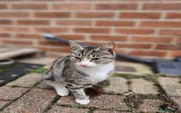 Mixed Breed cats for sale: Kittens  - Image 10