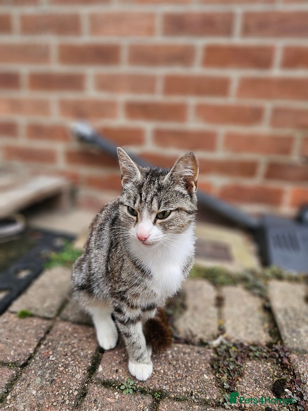 Mixed Breed cats for sale: Kittens  - Image 10