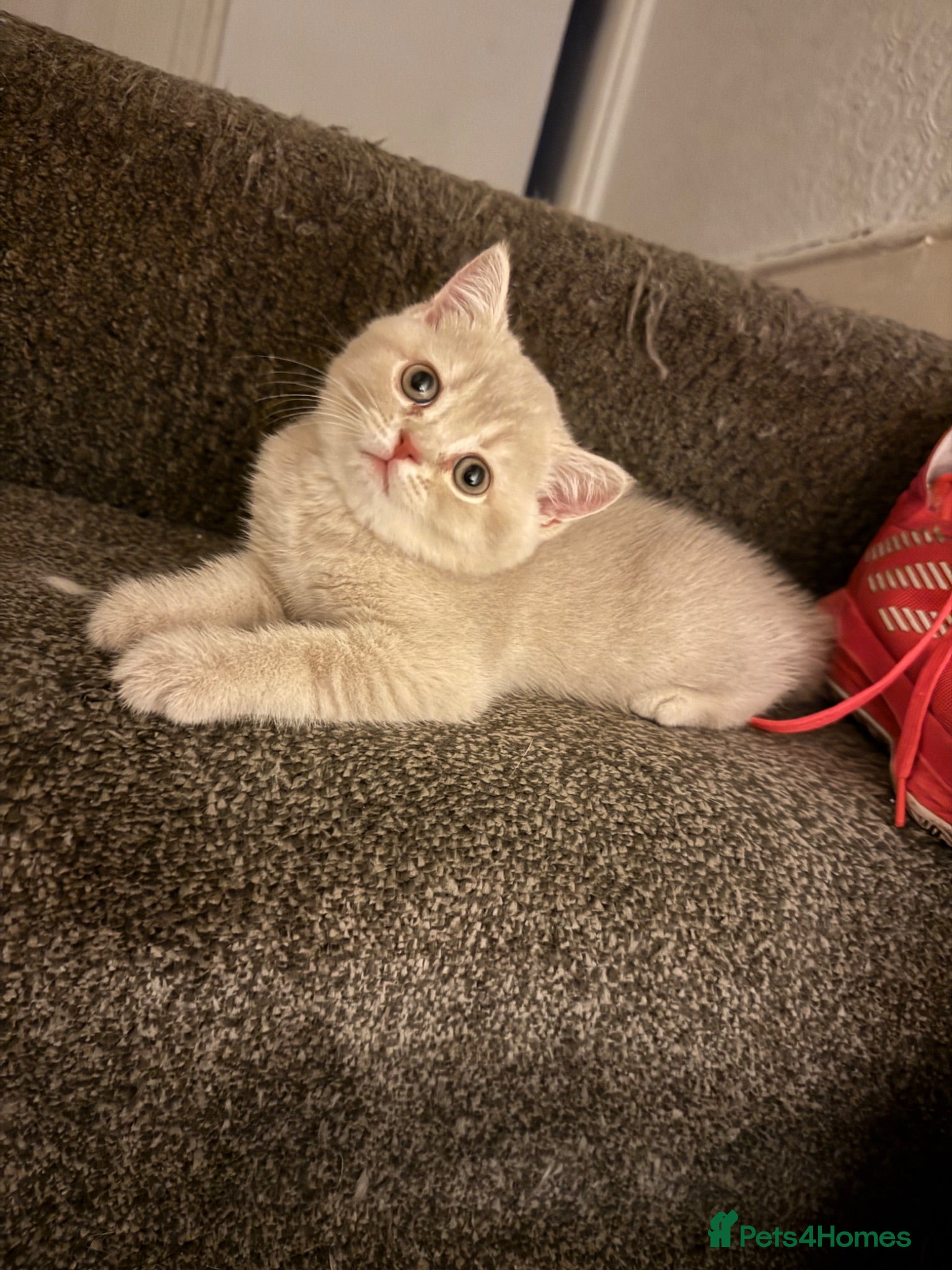British Shorthair cats 👑 GCCF BSH Blue Golden Tipped Girl 👑 - Advert 18