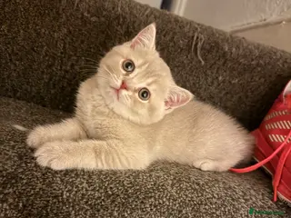 British Shorthair cats 👑 GCCF BSH Blue Golden Tipped Girl 👑 - Advert 5