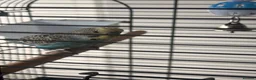 Budgerigars birds for sale: 5 months male budgie in Staines - Advert 3