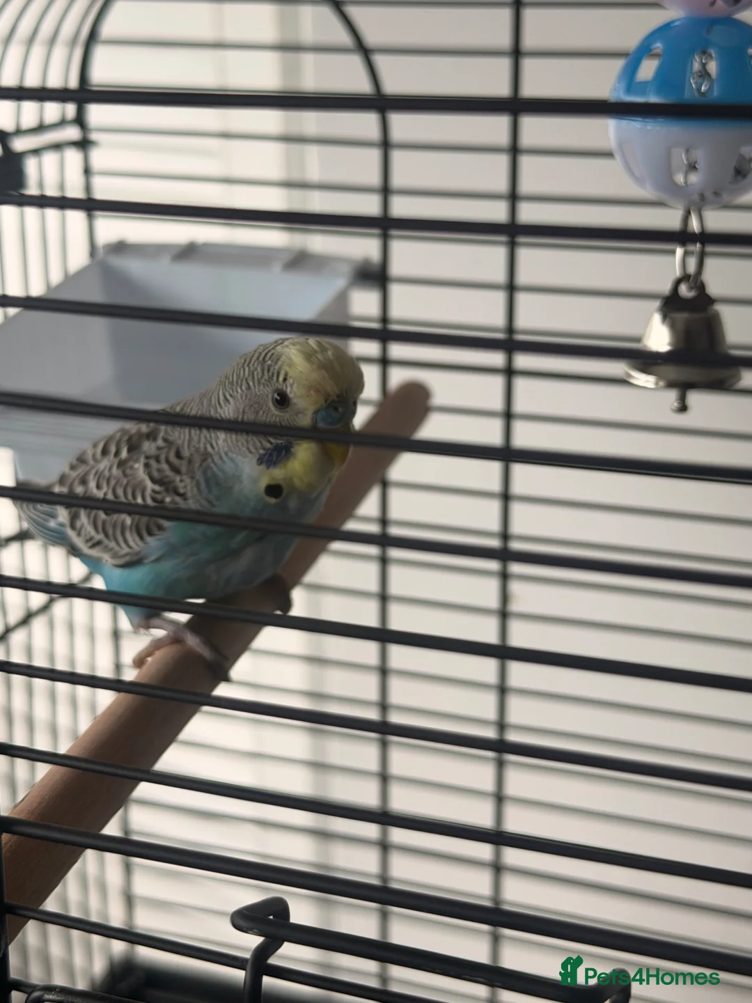 Budgerigars birds for sale: 5 months male budgie in Staines - Advert 3