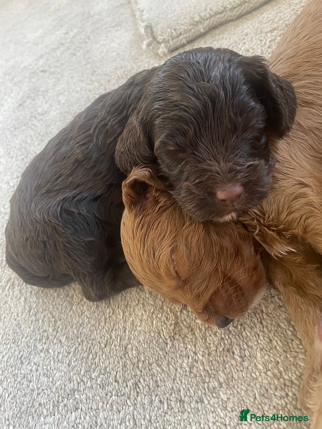 Cockapoo dogs for sale: F1 cockapoo puppies - Image 22