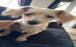 Shorkie dogs for sale: Friendly little shih tzu dog  - Advert 3