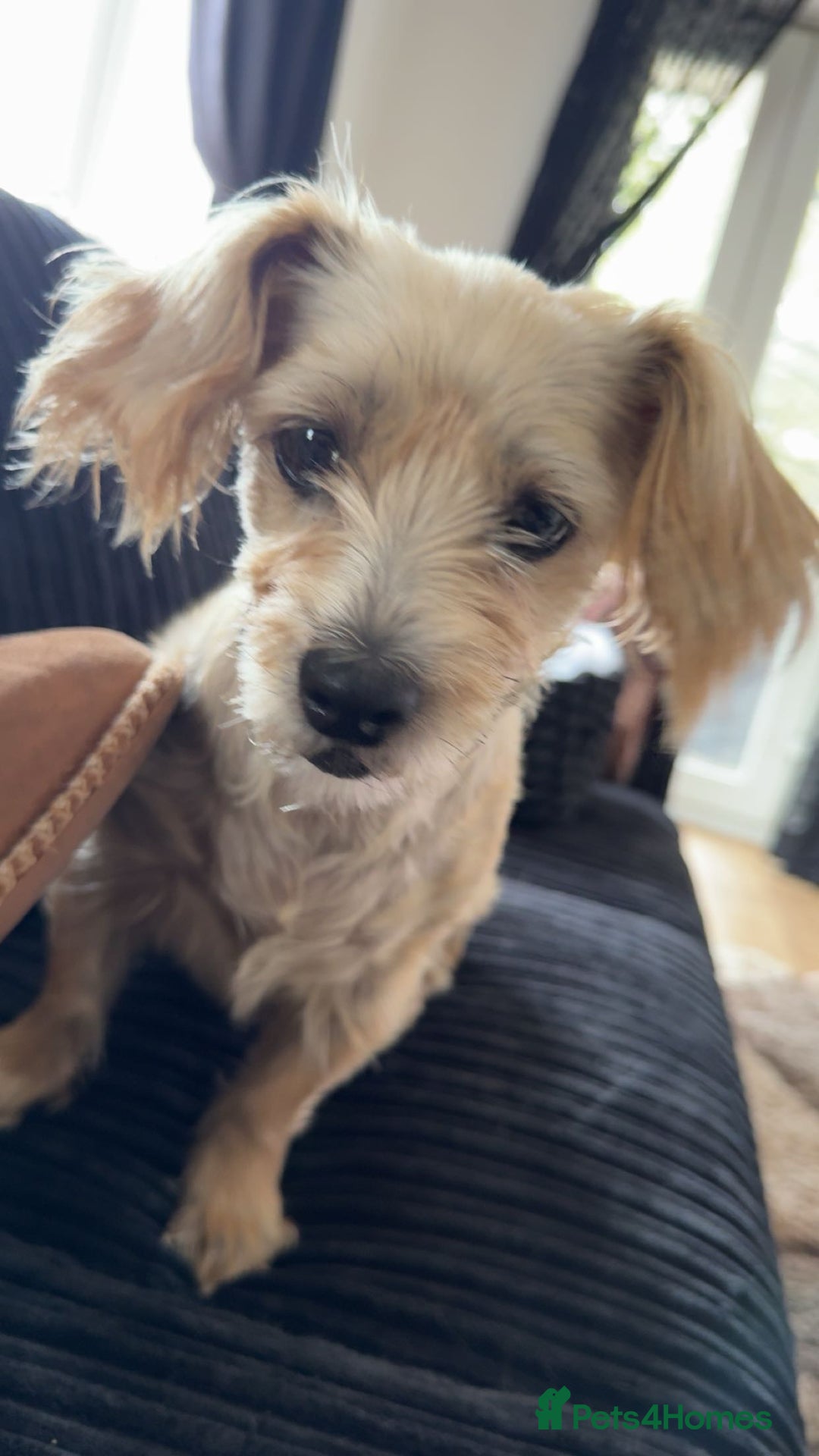 Shorkie dogs for sale: Friendly little shih tzu dog  - Advert 3