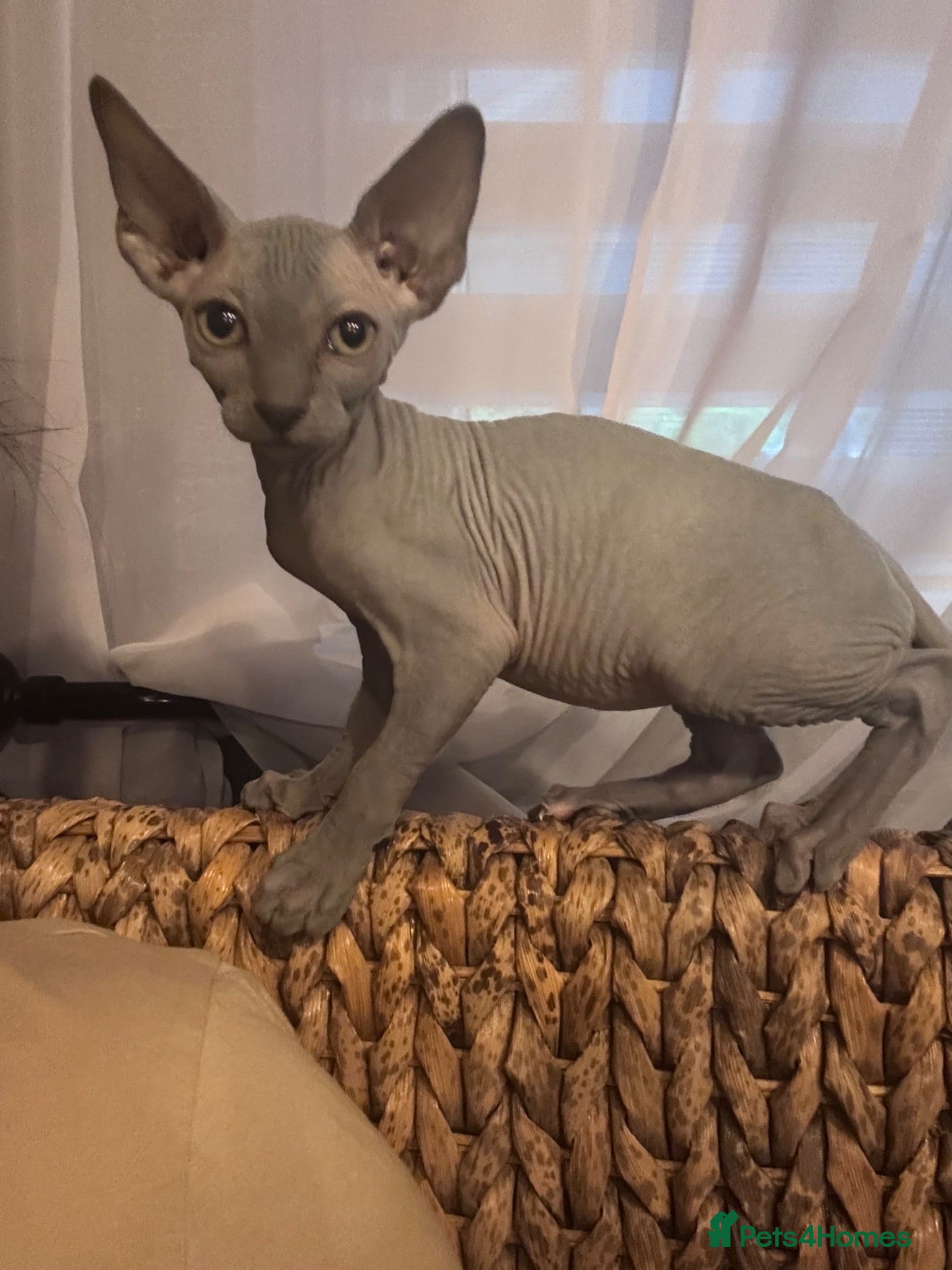Sphynx cats 🐈‍⬛🐾 Sphynx elf's / Canadian kittens  - Advert 2