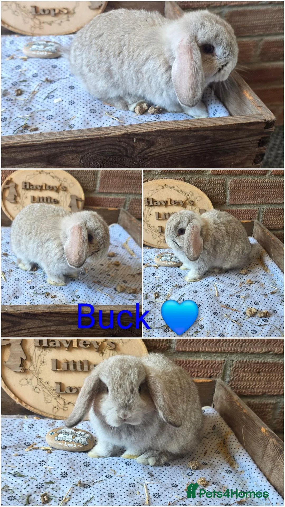 Mini Lop rabbits for sale: Gorgeous pure breed mini lops  - Advert 11