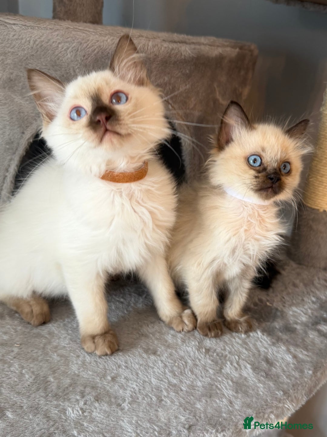 Ragdoll cats for sale: Ragdoll Kittens 😻 3 boys ready now  - Image 5
