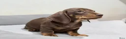 Miniature Dachshund dogs for sale: Quality KC Registered Miniature Dachshund Litter - Advert 4