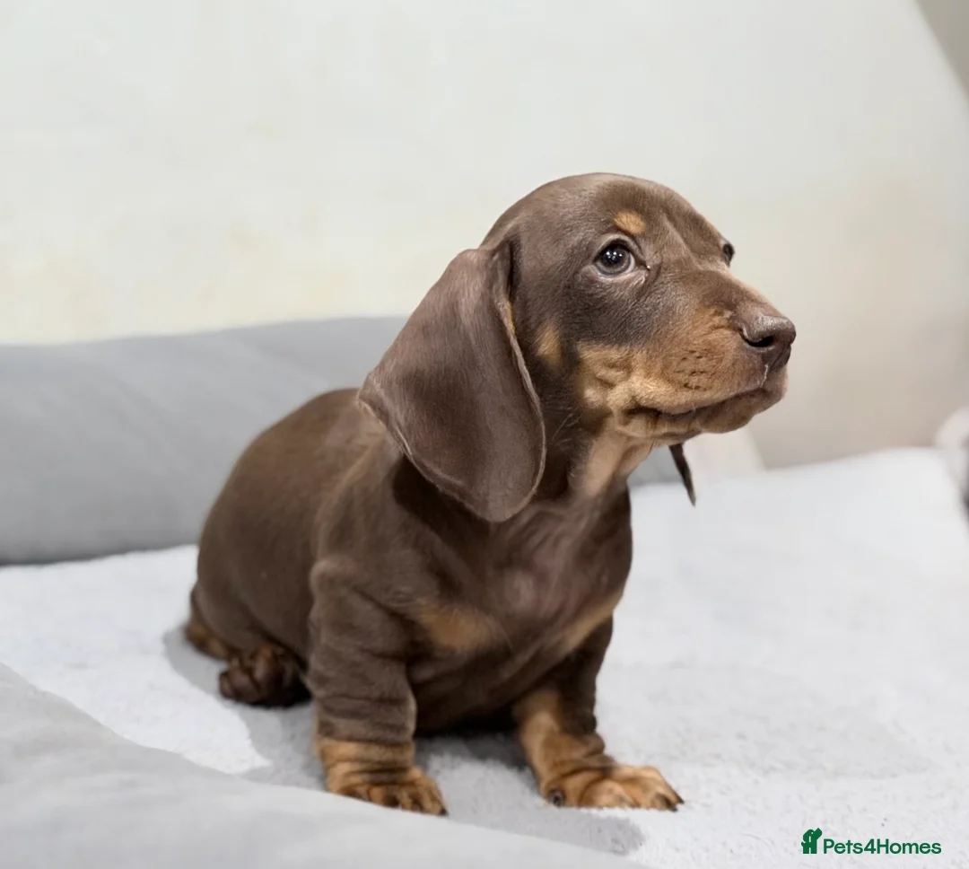 Miniature Dachshund dogs for sale: Quality KC Registered Miniature Dachshund Litter - Advert 4