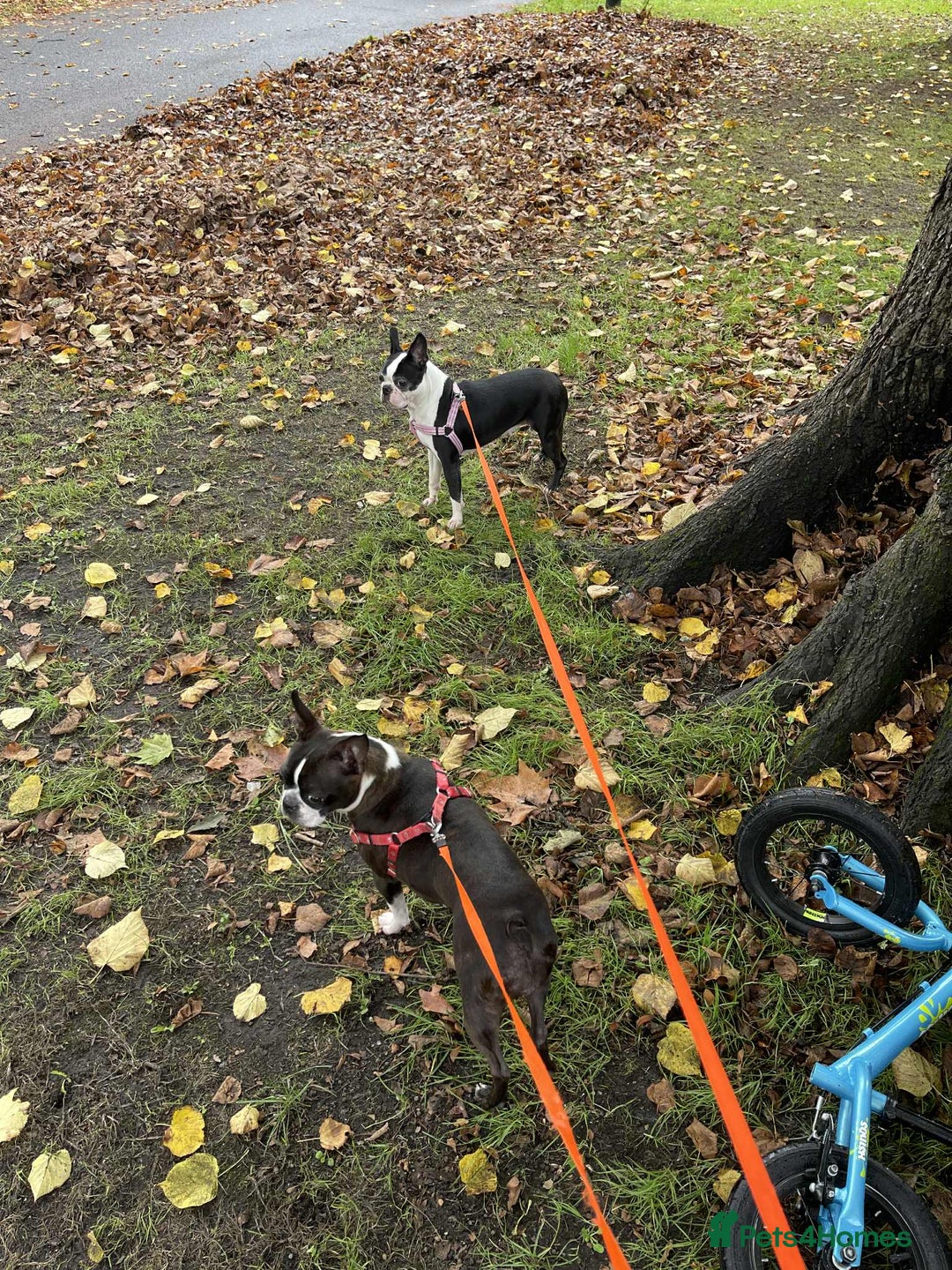 Boston Terrier dogs for sale: Boston Terrier Adults - Image 11