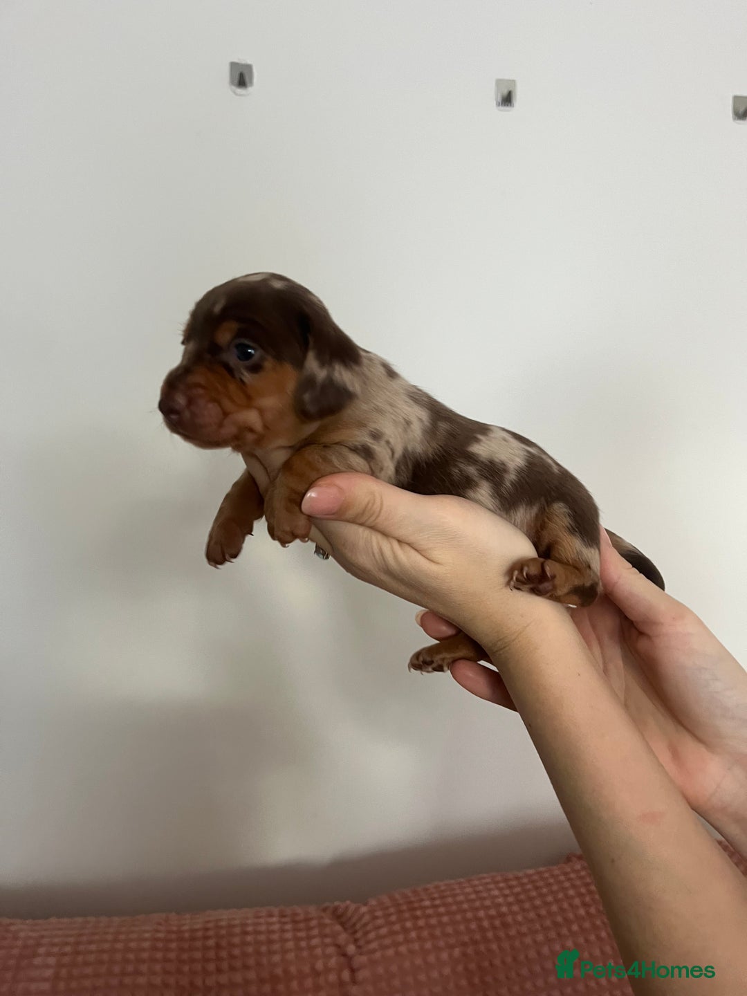 Miniature Dachshund dogs for sale: Miniature dachshund (short haired) - Advert 7