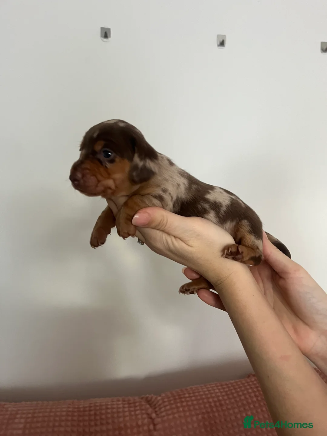 Miniature Dachshund dogs for sale: Miniature dachshund (short haired) - Advert 11