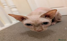 Sphynx cats for sale: Lovely Sphynx boy for sale - Image 3