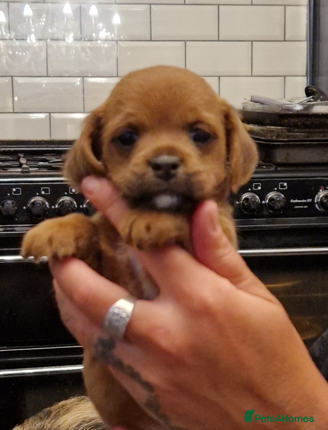Mixed Breed dogs for sale: Adorable whoopsy babies - Advert 7