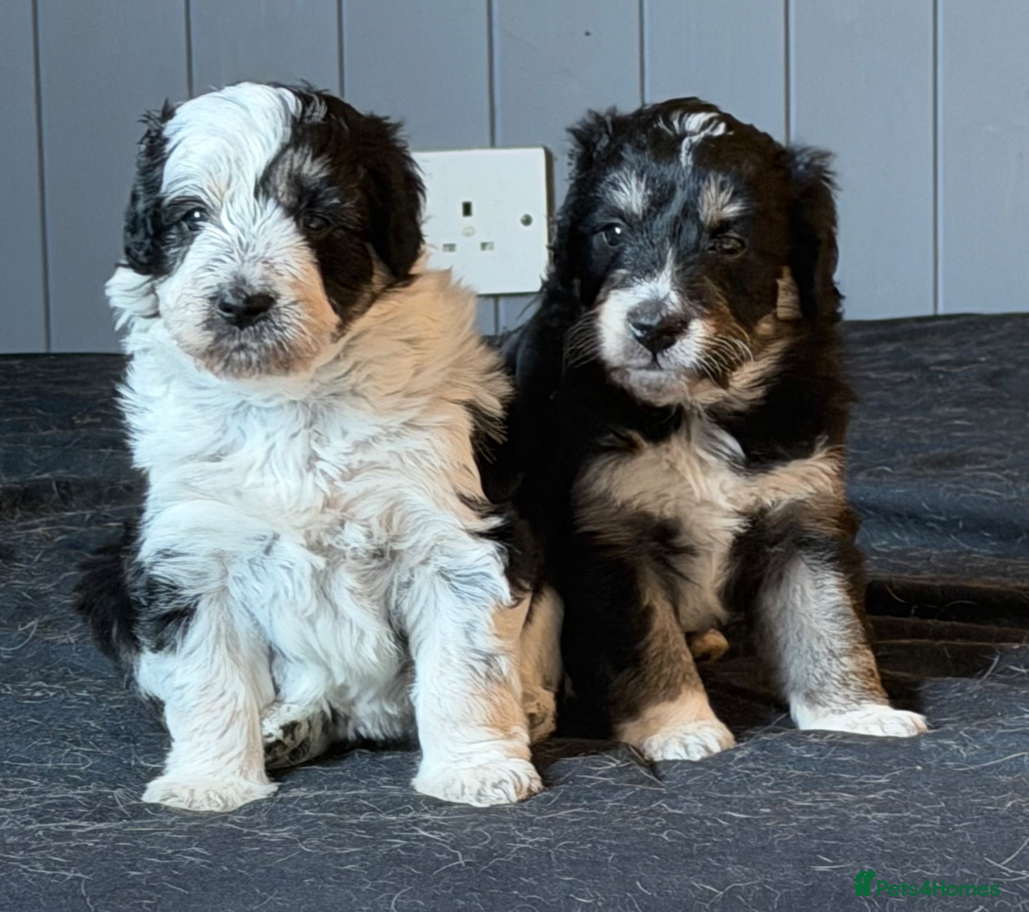 Bordoodle dogs Gorgeous F1 mini colliepoo/borderdoodle puppy’s  - Advert 1