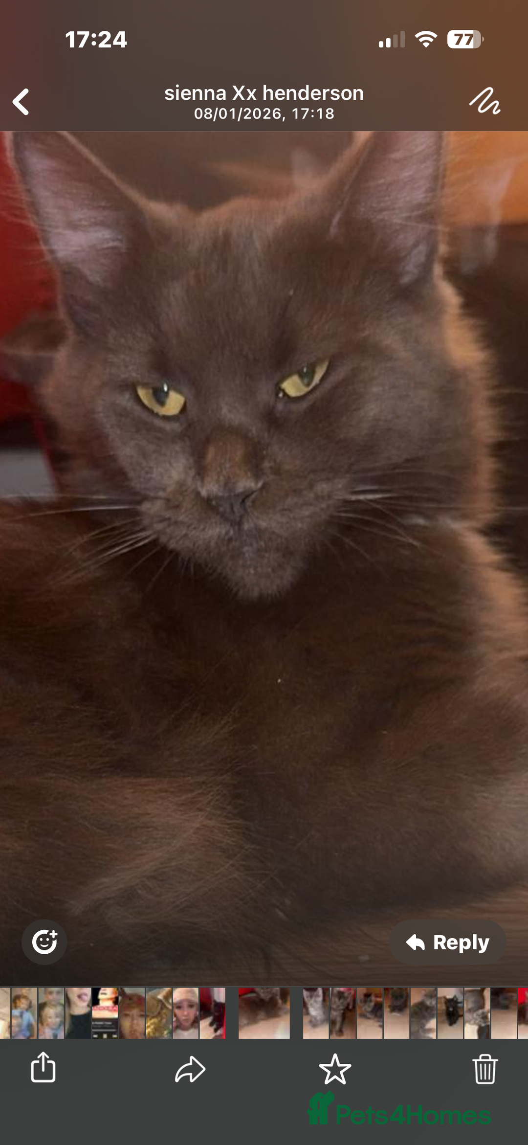 Mixed Breed cats for sale: Mainecoon cross - Advert 1