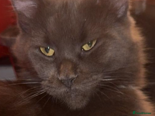 Mixed Breed cats Mainecoon cross - Advert 1