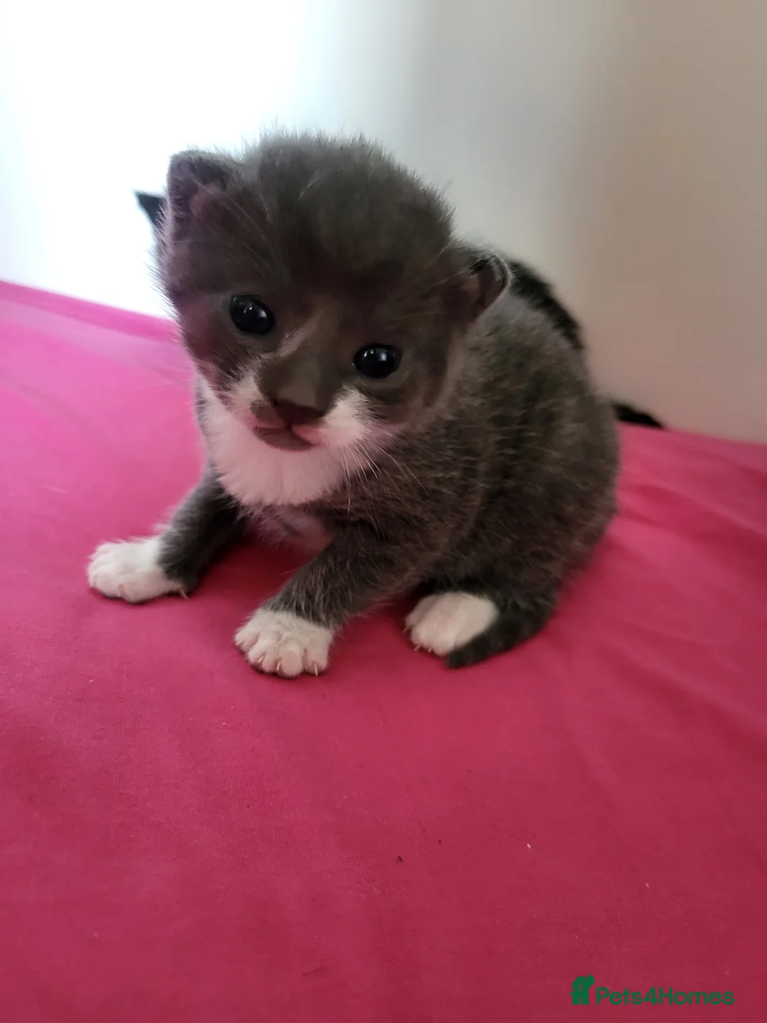 British Shorthair cats for sale: British shorthaired kittens in Derby - Advert 2