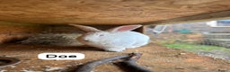New Zealand rabbits for sale: Rabbits New Zealand white Breeding Pair, Adult - Advert 9