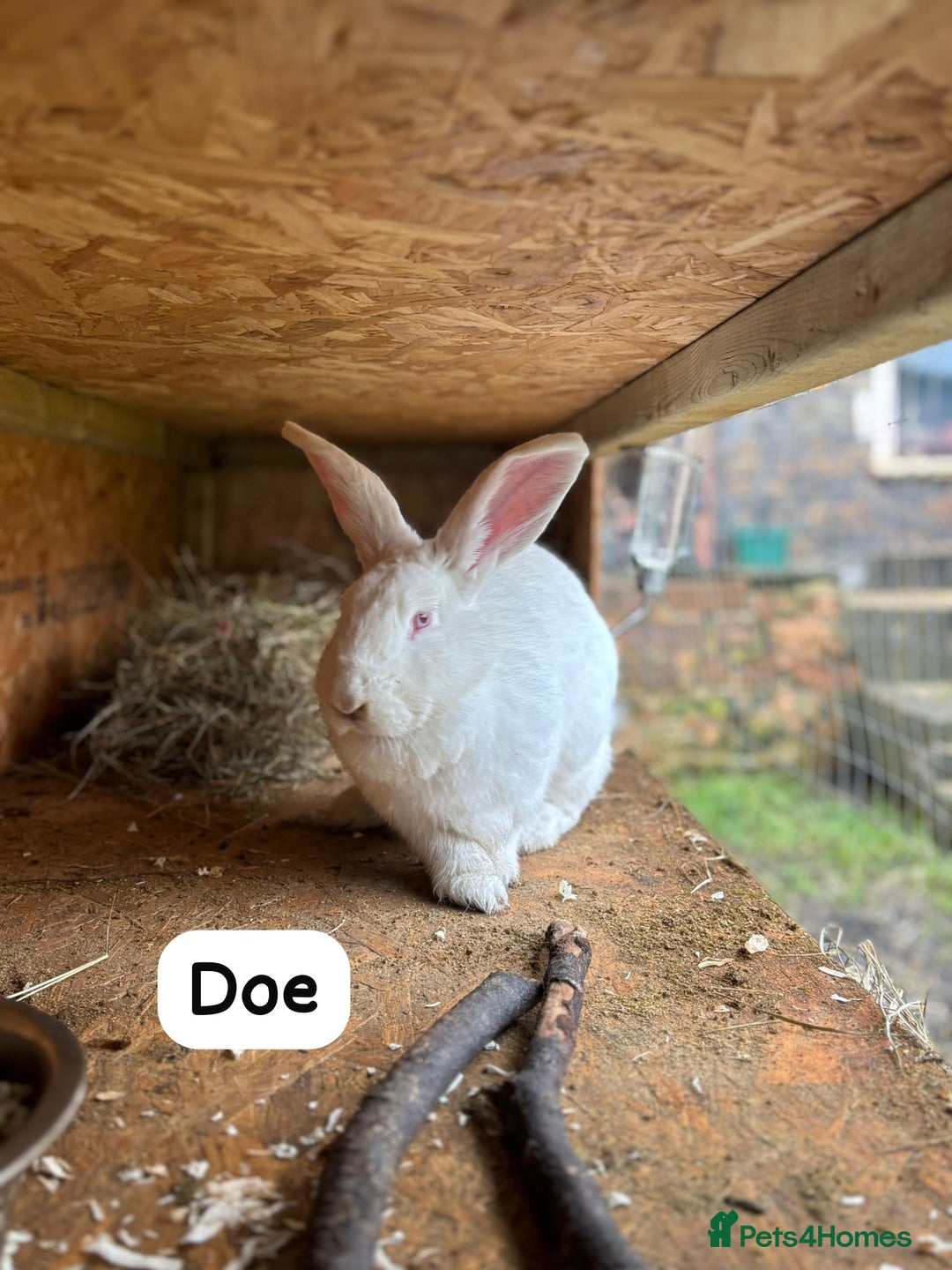 New Zealand rabbits for sale: Rabbits New Zealand white Breeding Pair, Adult - Advert 9