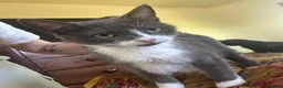 Domestic Shorthair cats for sale: 4 beautiful kittens in Loughborough - Advert 4
