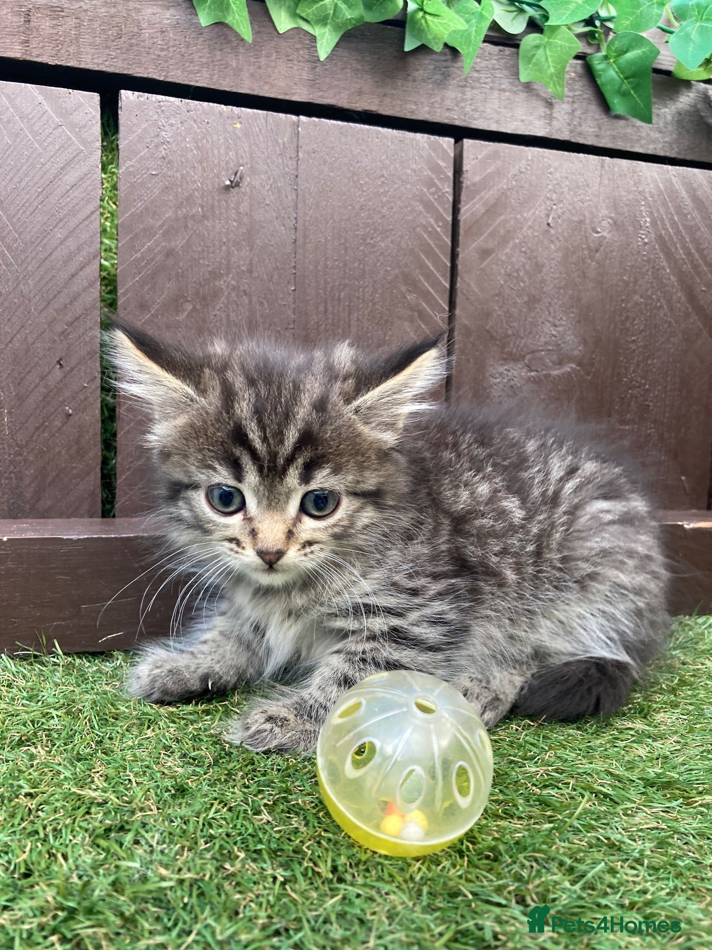 Maine Coon cats LAST GIRL MAINE COON X SIBERIAN FOREST CAT  - Advert 3