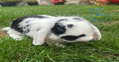 Mini Lop rabbits - Advert 7