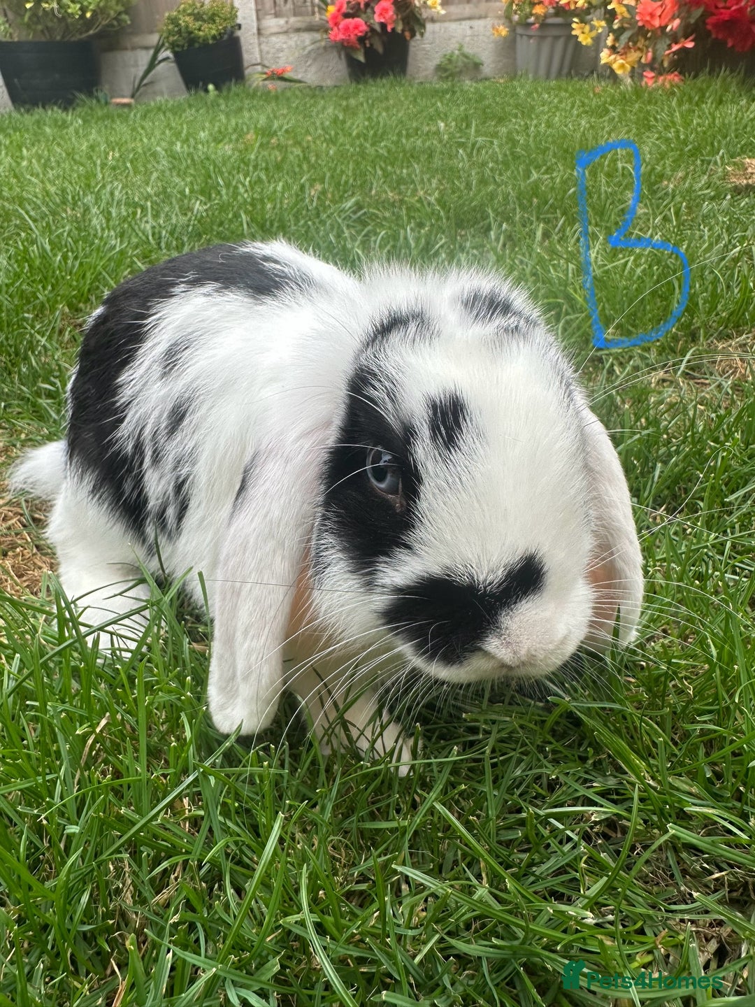 Mini Lop rabbits for sale: Mini Lop Rabbits For Sale  - Image 3