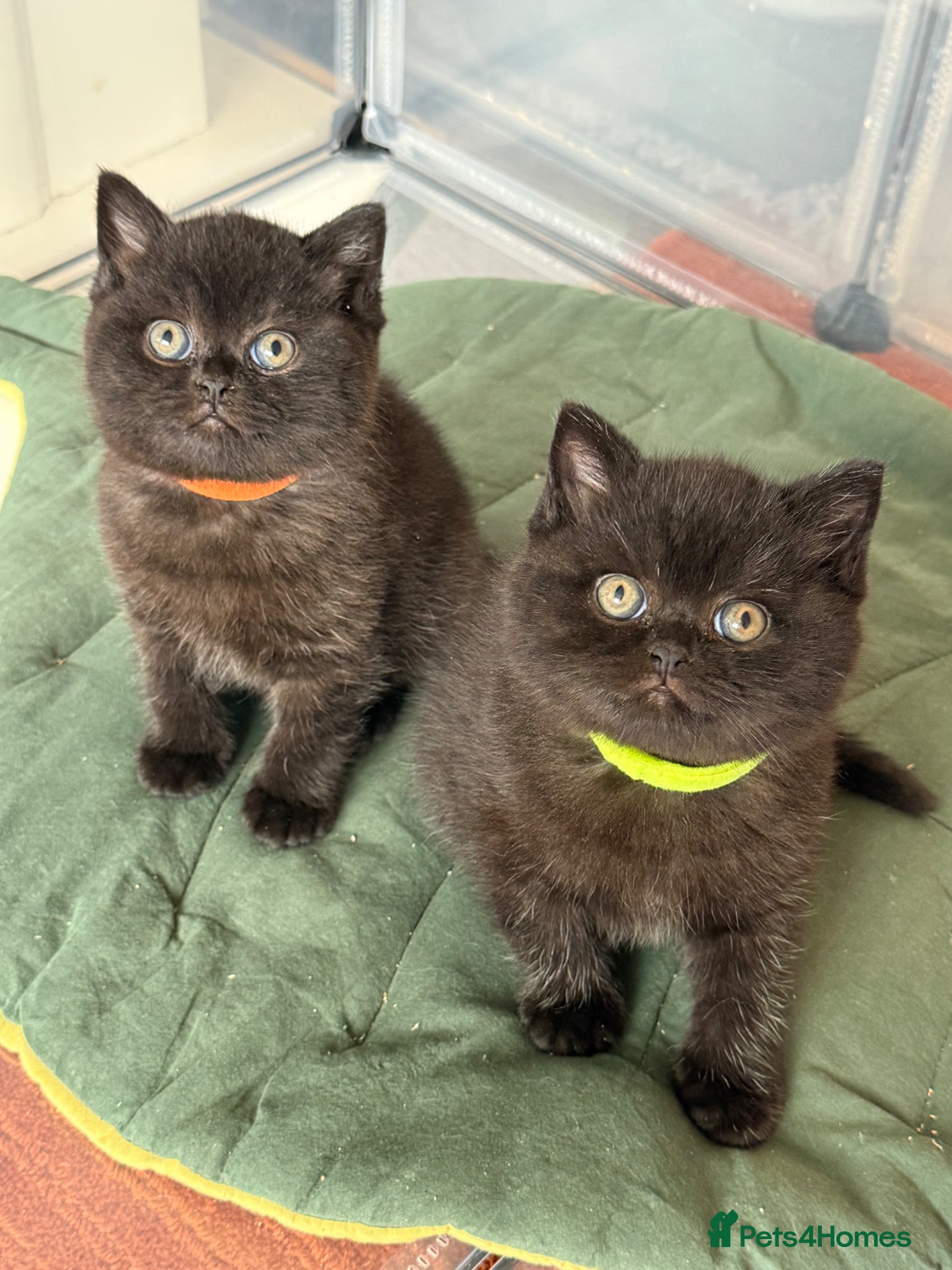 British Shorthair cats for sale: Black British Shorthair kittens, rare opportunity  - Advert 2