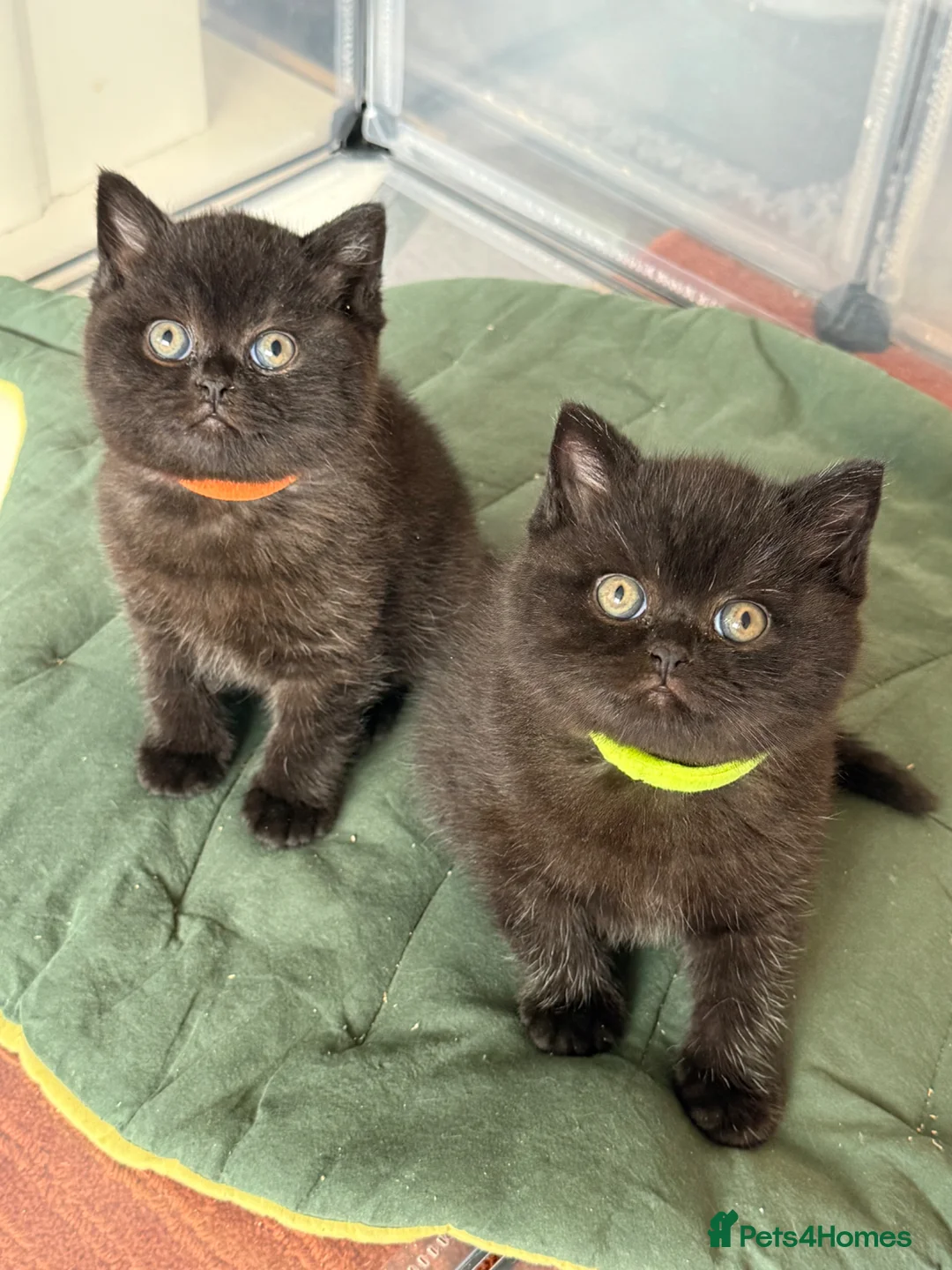 British Shorthair cats for sale: Black British Shorthair kittens, rare opportunity  - Advert 1
