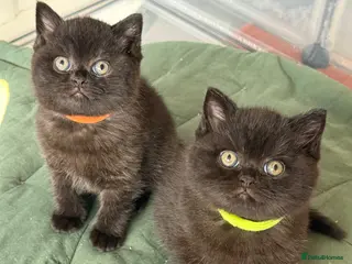 British Shorthair cats for sale: Black British Shorthair kittens, rare opportunity - Advert 2