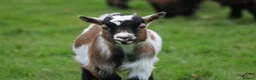 Goats livestock for sale: Pygmy Goat Club registered goats  - Advert 8
